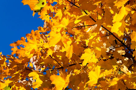 photographed close-up of yellowed in the autumn, the maple leaf, autumn season, a small depth of...