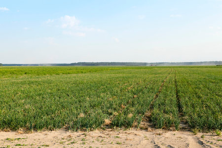 Agricultural field on which grow up green onions, summer, August. onion with different defectの写真素材