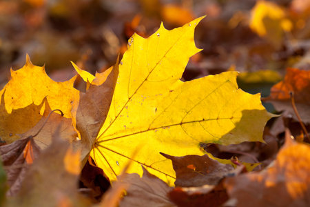 yellowing leaves on the trees growing in the city park, autumn season, a small DOF,
