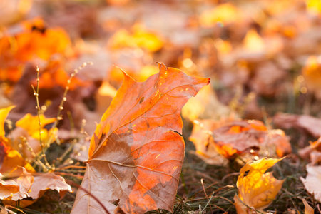photographed trees and foliage in the autumn, the location - a park,