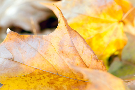 The fallen from the trees and lying on the ground and the grass turned yellow foliage, autumn...