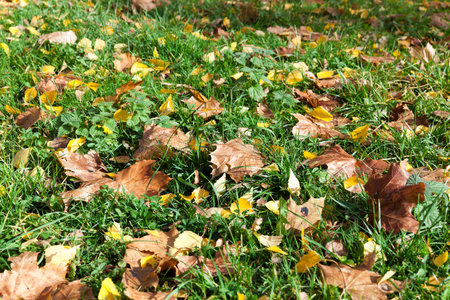 lying on the grass The fallen leaves from the trees in the autumn season, a small depth of field,...
