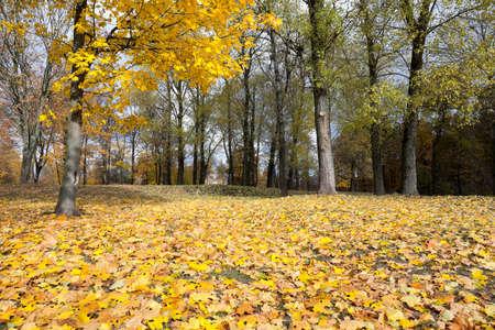The fallen from the trees and lying on the ground and the grass turned yellow foliage, autumn season, a small DOF,の写真素材