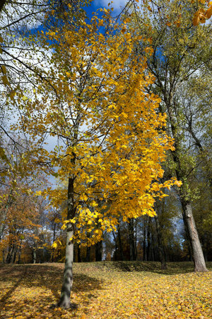 trees growing in the park, photographed during the autumn season, close-up, changing foliage