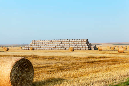 Agricultural field on which stacked straw haystacks after the wheat harvestsの写真素材