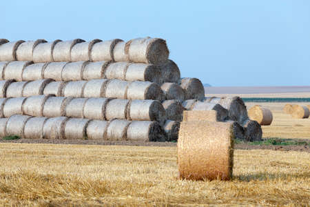 Agricultural field on which the harvesting of cereals, wheat.の写真素材