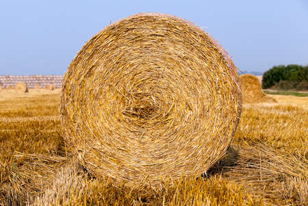 Agricultural field on which stacked straw haystacks after the wheat harvestsの写真素材