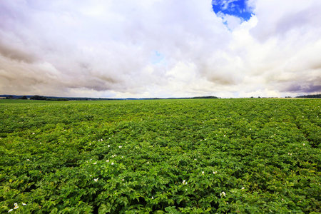 Photo made at the agricultural farm for the production of agricultural productsの写真素材