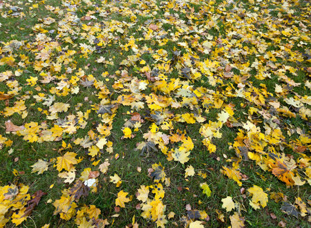 photographed close-up of old autumn leaves lying on the ground, fallen leaves, small depth of field