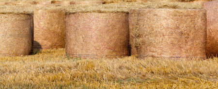 Agricultural field on which stacked straw haystacks after the wheat harvestsの写真素材