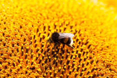 photographed close-up yellow flower of a sunflower, summer,の写真素材