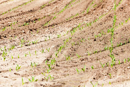 Agricultural field on which grow the young green corn. close-up. Springの写真素材