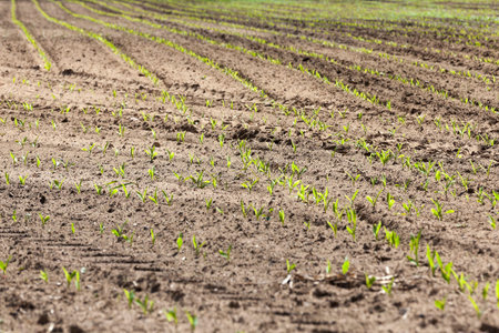 agricultural field on which to grow crops - corn. Spring. close-up
