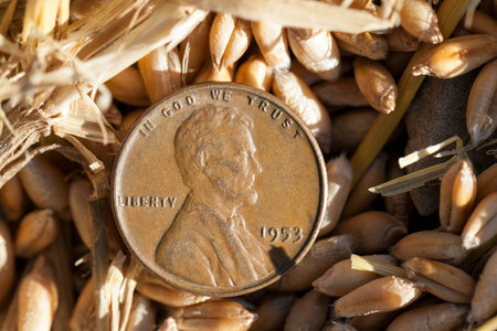 photographed close-up of an American penny in a pile of straw left after harvestの写真素材
