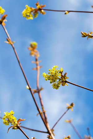 photographed close-up of maple flowers, green, spring times during the year, blue sky