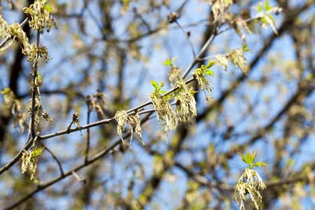 photographed young green leaves on the trees in the spring time of the year, the month of April, a small depth of field,の写真素材