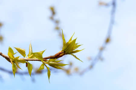 photographed young green leaves on the trees in the spring time of the year, the month of April, a small depth of field,の写真素材