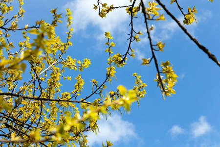 photographed young green leaves on the trees in the spring time of the year, the month of April, a small depth of field,の写真素材