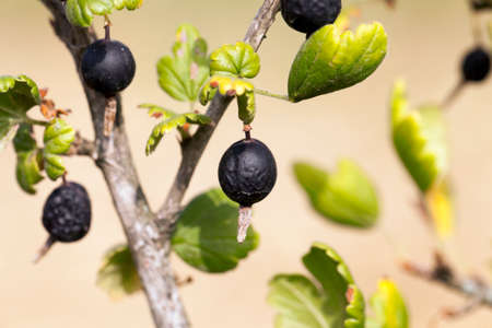 photographed close-up of black currant berries on a bush, which have dried up, small depth of fieldの写真素材