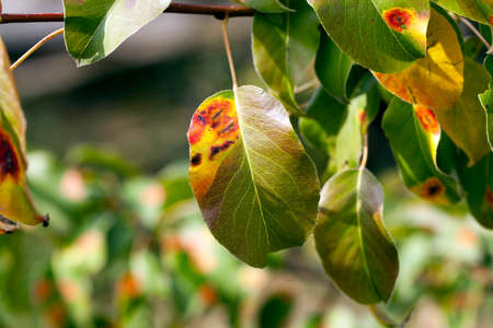 photographed in the autumn foliage of a pear tree, close-up, blushing leavesの写真素材
