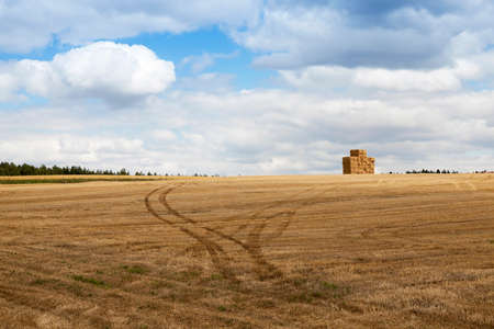 photographed agricultural field on which grow cereals, wheatの写真素材