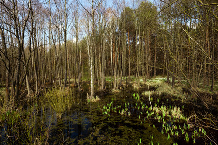 photographed close-up of the swamp in the spring seasonの写真素材