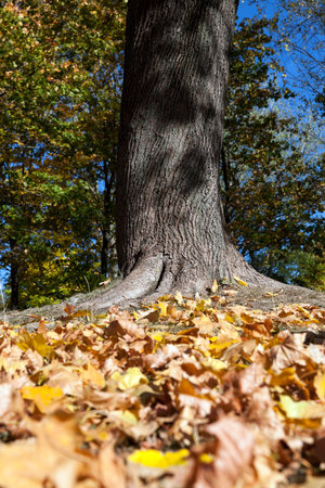 The fallen from the trees and lying on the ground and the grass turned yellow foliage, autumn...
