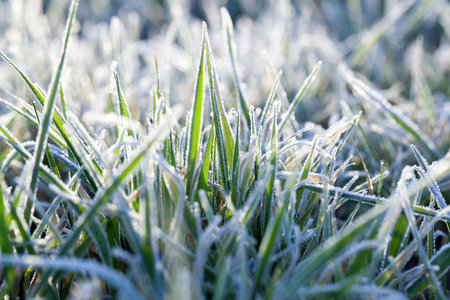 photographed close up young grass plants green wheat growing in the field of agriculture,...
