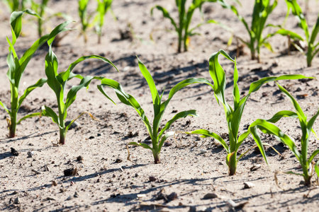 agricultural field with green corn growing. Spring.