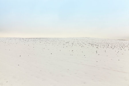 farm field photographed in winter, covered with snow from under the visible remnants of the maize...