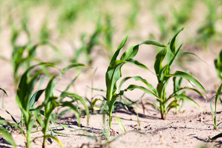 photographed close-up of green corn plants in the spring season.の写真素材