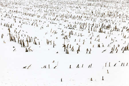 farm field photographed in winter, covered with snow from under the visible remnants of the maize plants after harvestの写真素材