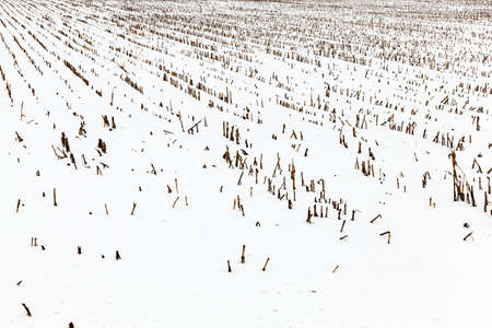 farm field photographed in winter, covered with snow from under the visible remnants of the maize plants after harvestの写真素材