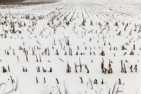 farm field photographed in winter, covered with snow from under the visible remnants of the maize plants after harvestの写真素材
