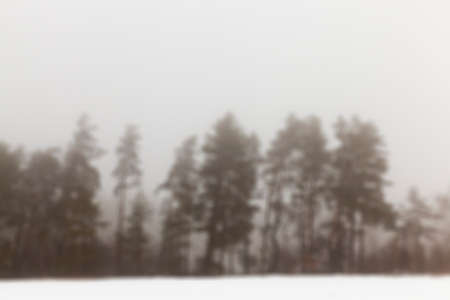 forest photographed during the winter after the last snowfall, fog and poor visibility space silhouettes of trees and mist in the field, defocusedの写真素材