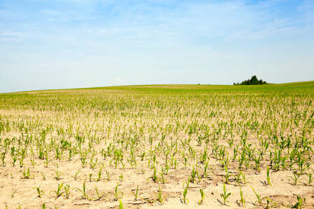 agricultural field in summer, which grows green immature maizeの写真素材