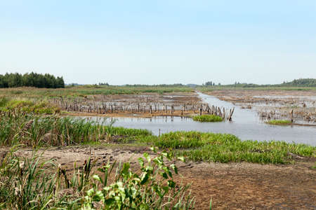 the territory on which there is a swamp, the summer season of the year end, Belarusの写真素材