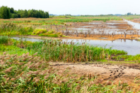 photographed the territory in which is located the marsh, the end of the summer season, open space,...