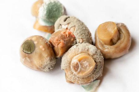 photographed close up champignon mushrooms, moldy, small dof