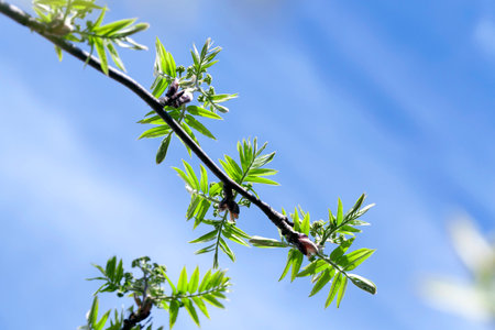 photographed close-up branch of rowan with young green leaves in the spring time of the year,...