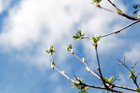 photographed close-up branch of rowan with young green leaves in the spring time of the year,...
