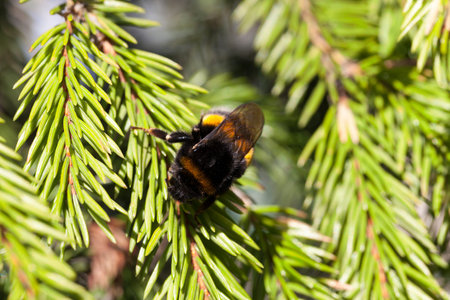 bumble insect Sitting photographed close-up of green needles of spruce growing in nature,の写真素材