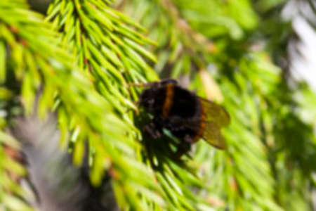 bumble insect Sitting photographed close-up of green needles of spruce growing in nature, defocusの写真素材