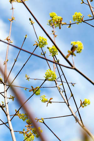 photographed close-up of maple flowers, green, spring times during the year, blue skyの写真素材