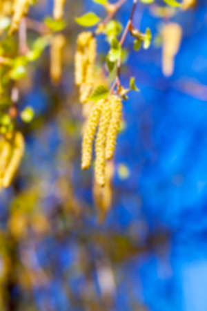 photographed young green leaves on the trees in the spring time of the year, the month of April, defocusの写真素材