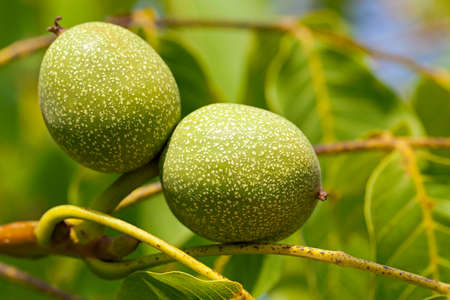 photographed close up of a green unripe walnut hanging on a treeの写真素材