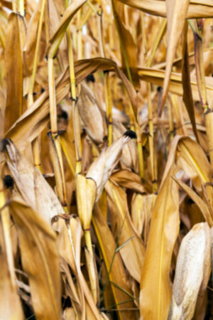 Agricultural field on which photographed mature yellowed corn, close up, natural foods, defocus