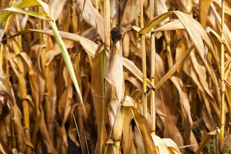 agricultural field, which is ready for harvest ripe corn, close-up photosの写真素材