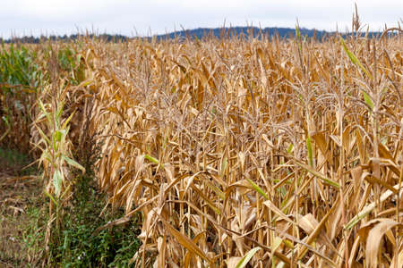 agricultural field where crops harvested mature corn yellowingの写真素材