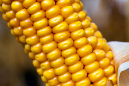 agricultural field where crops harvested mature corn yellowing, defocusの写真素材